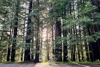 The rising suns shines through a cluster of redwood trees.