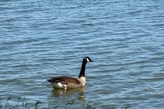 Writing prompts for April