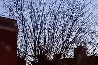 A photograph of a tree in the distance without any leaves. Its branches are dark against the greying sky.