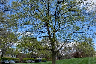 Briefly, a Tree — Headless Now — Yoga — Lyrical Prose — Moca McCarty Photo