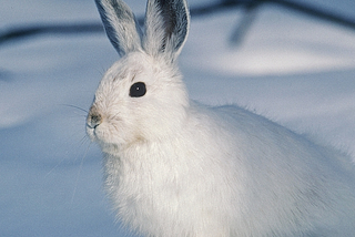 white rabbit