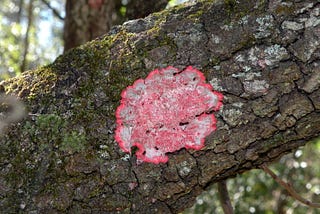 The Christmas Lichen & its Mysterious Kin