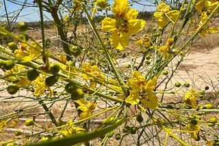 Here’s What We’re Planting In Our Wildlife Habitat.