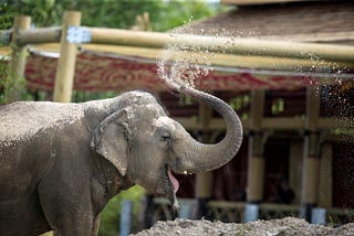 Audubon Zoo loses crowd favorite elephant