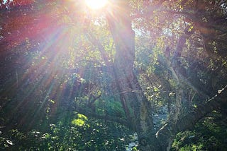 Splintered Sunlight. Photo copyrighted by Mark Tulin.