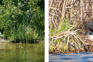 two side by side photos of common loons sitting on nests