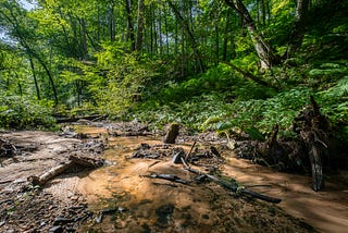 A woody forest