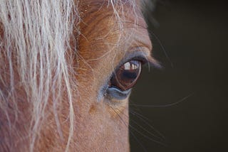 Stories From the Saddle — Reflections on Racing, Riding and Living with Horses