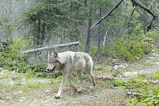 A collaboration: Washington’s non-lethal wolf conflict management tools