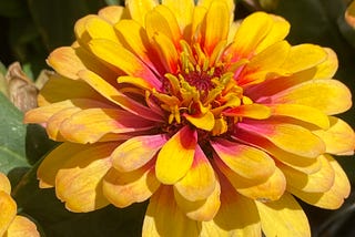 Gardening Promotes Well-Being