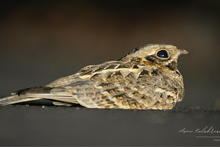 Nocturnal Adaptations in Nightjars