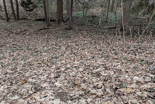 Clay Beneath the Backyard