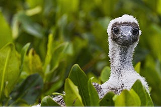 Piercing Gaze & Scathing Questions from… a Baby Bird!