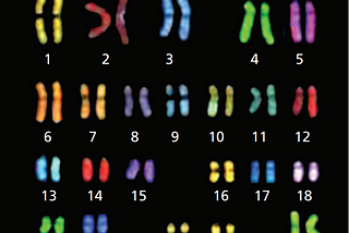 From Biology to Computation: Exploring Genetic Algorithms