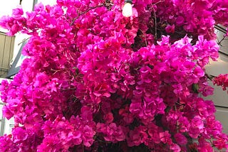 Dada Ji, jalebi and bougainvillea