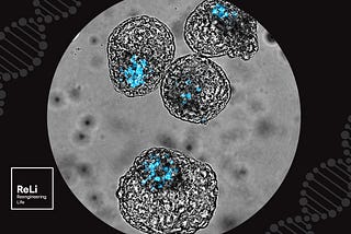 Scientists Can Now Grow ‘Synthetic’ Early Human Embryos in a Dish