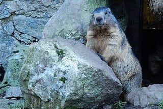 I am Punxsutawney Phil and I am Begging You to Fuck Around and Find Out