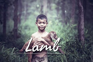 Lamb