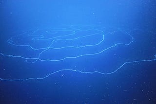 The Longest Creature in the world was discovered in Australian waters…
