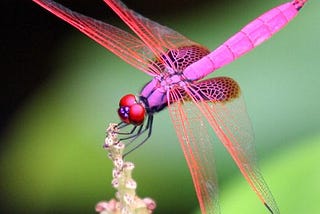The pink dragonfly pt. 1