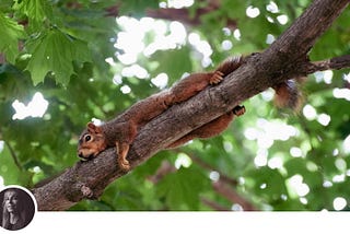 Image of a squirrel lounging on a tree branch