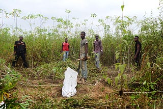 Cassava at the crossroads in Congo