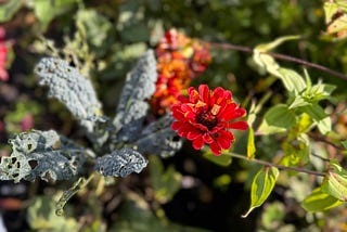 A Fading Garden Dreams in Bright Sunlight