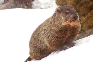 Emerging from hibernation