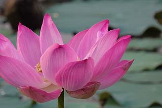 Lotus Flower — What can we learn from it