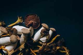 Fad Fungi: Mushrooms are Trendy