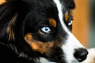 The Man With The Blue-Eyed Dog