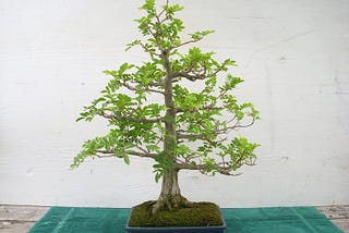 Bonsai: o que é?