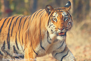 Jaipur sightseeing places: Why choose Sariska National Park in the itinerary?