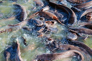 Mengatasi Hama dan Penyakit Ikan Lele
