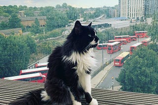 cat called Boo Radley on a balcony in London, UK