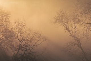 Four leafless trees appear to be dancing in the soft, golden morning light.