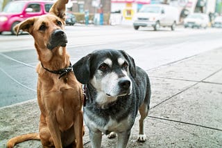 What happens to your pets when ICE comes to town?
