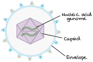 COVID-19, Our Immune Response & Wellness Strategies — The Science.