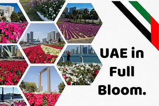 UAE’s Floral Glow-Up: Streets Gone Wild!