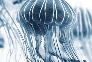 [How Jellyfish can help Us to achieve Immortality]