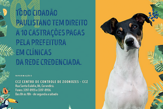 Sabe por que a castração de cães e gatos é fundamental?