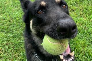 Joe Biden’s dog Major with a tennis ball in his mouth