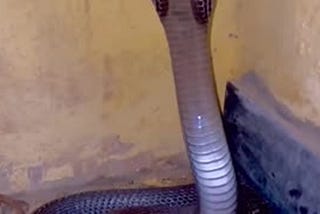 Angry king cobra