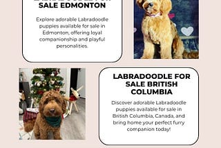 Labradoodle Puppies Available Now in Edmonton