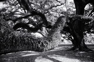 Using tree portraits to practice manual focusing