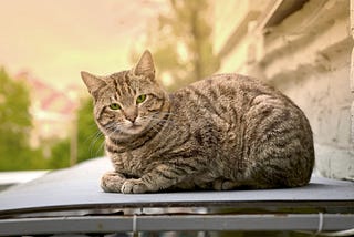 A large feral tabby cat on a roof. Community cat numbers have exploded, TNR does not work, and there are no other answers.