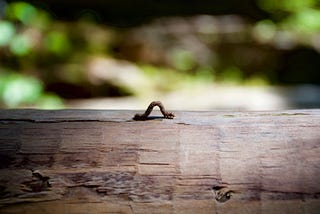 Inchworm is hunched in arch on a log