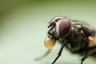 A close-up image of a fly blowing a bubble from its mouth