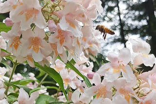 I am not sure what kind of flowers these are but it’s a bush in my front yard that blossoms around late Spring/early Summer. In this picture the flowers are a close up. They are bushels of flowers that form a sort of round ball. The flowers themselves are delicate, and light peach pink on the outside petals and inside a darker shade. There is one bee hanging in the air ready to gather pollen. : )