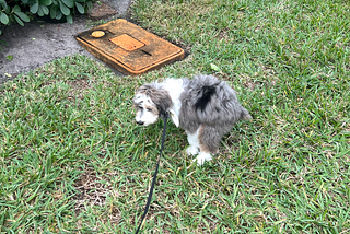 My puppy is entirely predictable (and you are too) — why ‘free will’ doesn’t exist and what you…